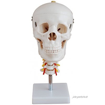 66fit Anatomisches Modell eines menschlichen Schädels mit Halswirbelsäule – Lehrmittel für das Medizinstudium