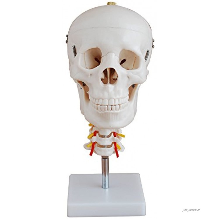 66fit Anatomisches Modell eines menschlichen Schädels mit Halswirbelsäule – Lehrmittel für das Medizinstudium