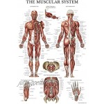 Palace Learning Übungsposter für Hanteltraining Volumen 1 2 & 3 inkl. Anatomie-Tabelle für Muskelsystem 4 Stück