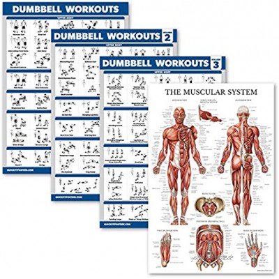 Palace Learning Übungsposter für Hanteltraining Volumen 1 2 & 3 inkl. Anatomie-Tabelle für Muskelsystem 4 Stück